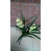 Орхидея Цимбидиум Лимонный